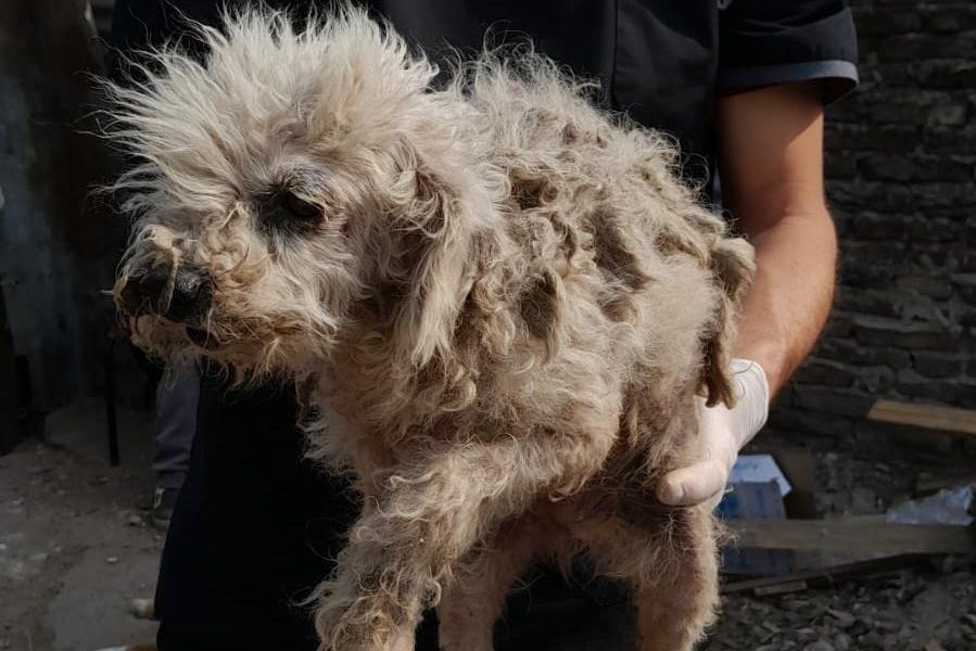 La Oficina de Protección Animal del municipio consolida su rol ante situaciones de maltrato y abandono